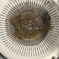 夏祭り参加後の釣行エギング