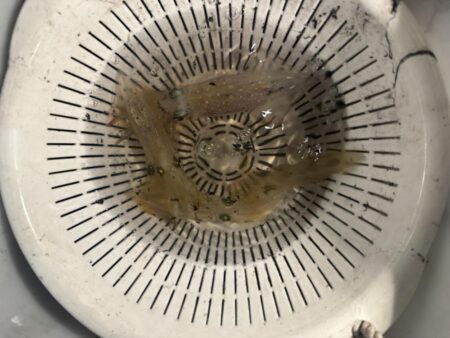 夏祭り参加後の釣行エギング