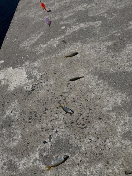 鳥を取って、魚を釣って行くゥ2nd