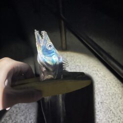 地合い長め 当たり多し