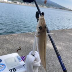 白鱚釣り