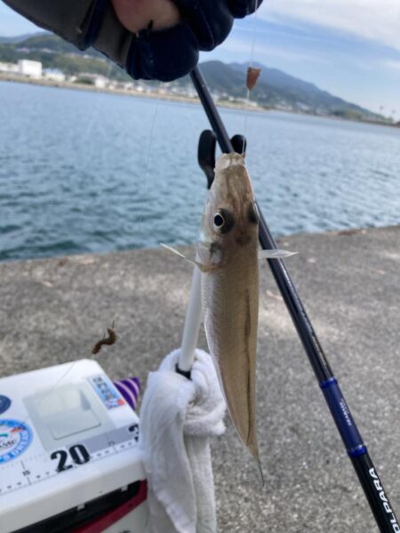 白鱚釣り