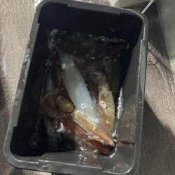 今季三回目のイカメタルin丹後