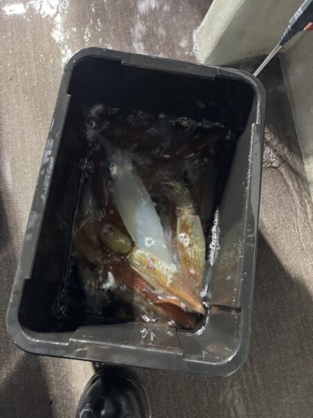 今季三回目のイカメタルin丹後