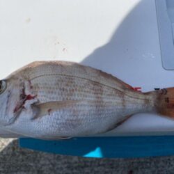 シロギスタ:鰯浜釣行
