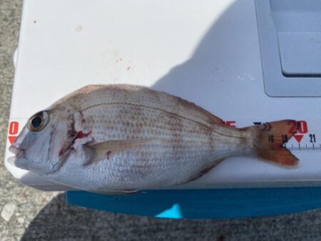 シロギスタ:鰯浜釣行