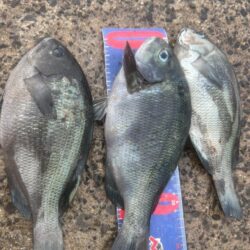 穴水町フカセ釣り