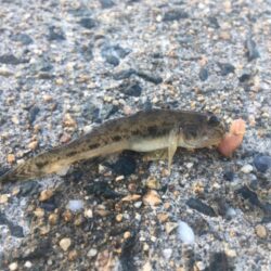真夏のマハゼ