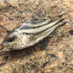 エビ探し