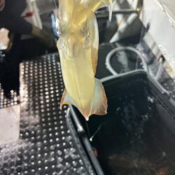 今期最後のイカメタル