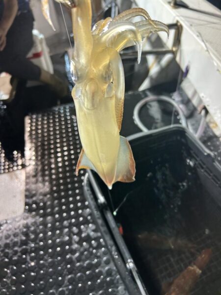 今期最後のイカメタル