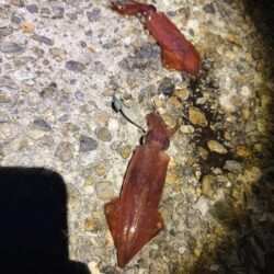 初めてのケンサキイカ