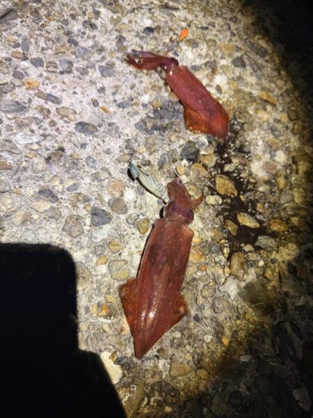 初めてのケンサキイカ