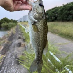 久しぶりに良いサイズ