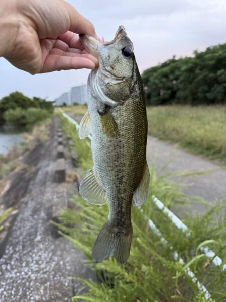 久しぶりに良いサイズ