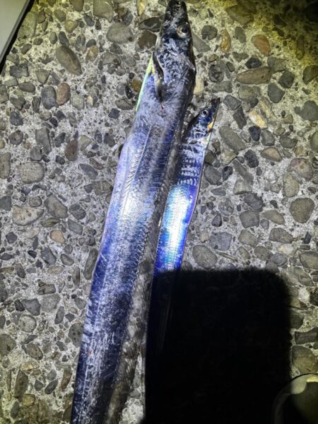 タチウオ釣り