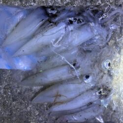 釣れました