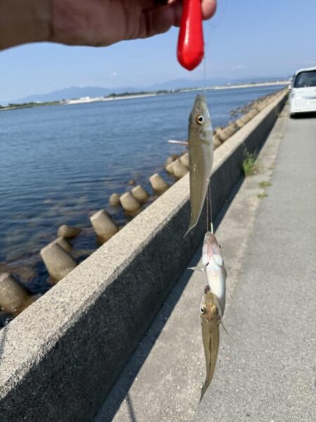 シロギス釣り