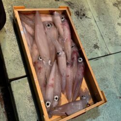小浜イカメタル