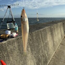 シロギス釣り