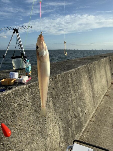 シロギス釣り