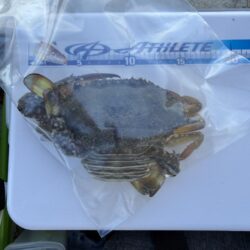 シロギス釣り