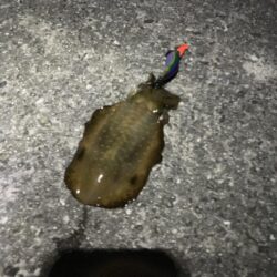 アオリイカ調査。もう来てますよ