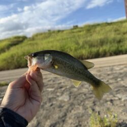 早朝バスフィッシング