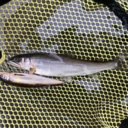 8月のアユイング締め括り釣行