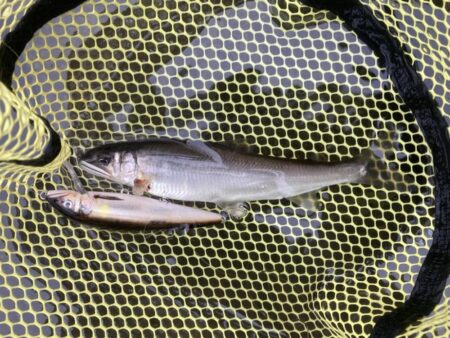 8月のアユイング締め括り釣行