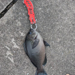 セイゴ狙いでグレ釣れました!