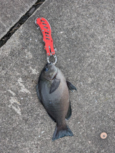 セイゴ狙いでグレ釣れました!