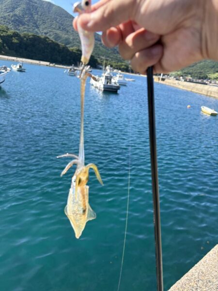 朝マズメ アコウ狙い