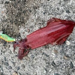 夕マヅメにケンサキイカ連発！アオリイカもHIT♪