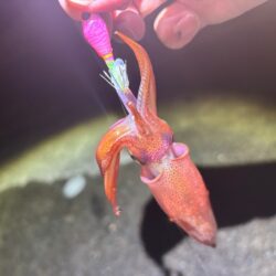 ショアケンサキイカ釣り｜終始釣れ続けて爆釣！