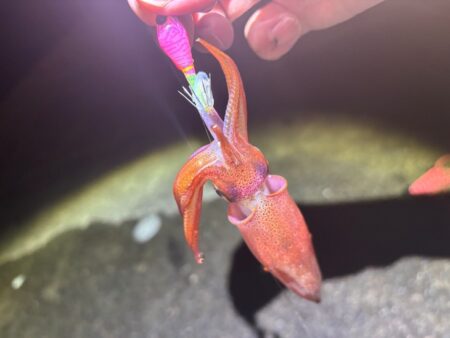 ショアケンサキイカ釣り｜終始釣れ続けて爆釣！
