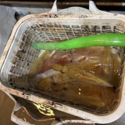 鳥取シロイカ釣り｜渋くて厳しかったけどサイズ良く満足！