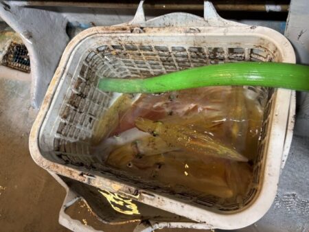 鳥取シロイカ釣り｜渋くて厳しかったけどサイズ良く満足！