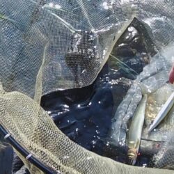石田川でアユイング、釣れるが小さい