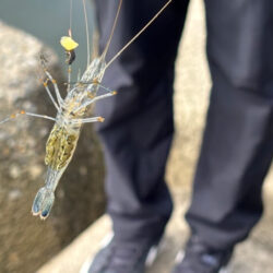 テナガエビ釣り｜小型メス中心で激渋でした
