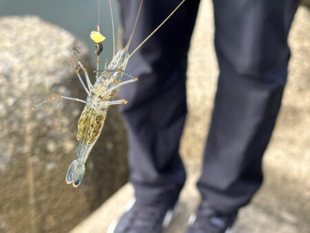 テナガエビ釣り｜小型メス中心で激渋でした