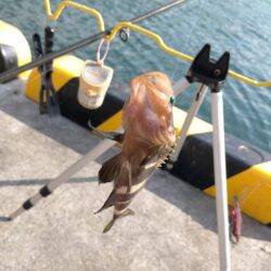 釣姫漁港で小物五目釣り