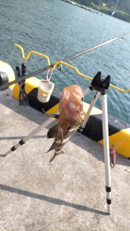 釣姫漁港で小物五目釣り
