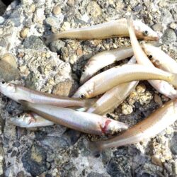 なかなか釣果が上がらず