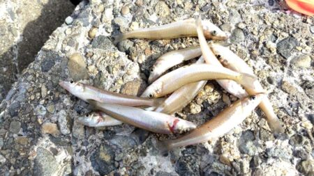なかなか釣果が上がらず