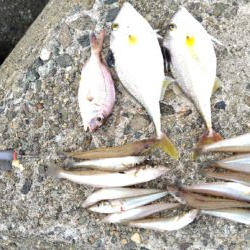 昼間の釣行