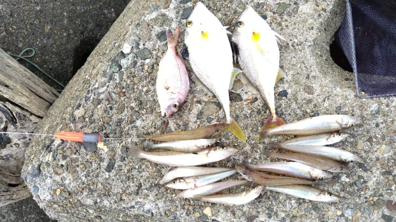 昼間の釣行