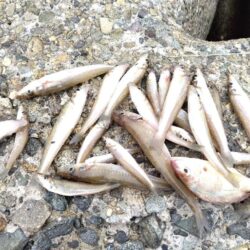 釣りあるある