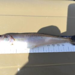 ヒイラギ釣り
