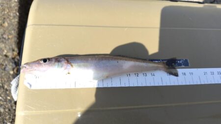 ヒイラギ釣り